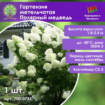 Гортензия метельчатая Полярный медведь