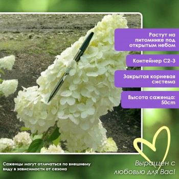 Гортензия метельчатая Полярный медведь