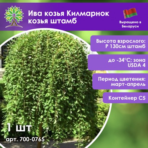 Ива Килмарнок козья штамб