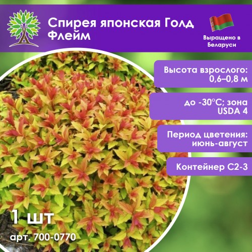 Спирея японская Голд Флейм