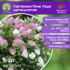 Гортензия Пинк Леди метельчатая