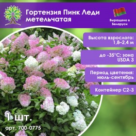 Гортензия Пинк Леди метельчатая