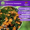 Лапчатка Танжерин