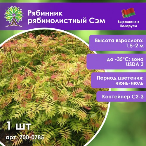 Рябинник рябинолистный Сэм