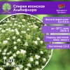 Спирея японская Альбифлора