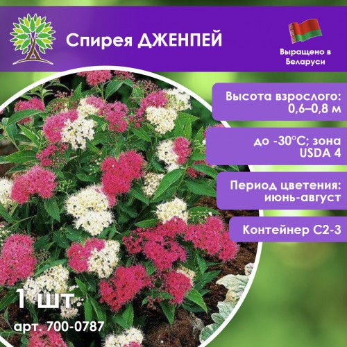 Спирея ДЖЕНПЕЙ