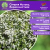 Спирея Исланд березолистная