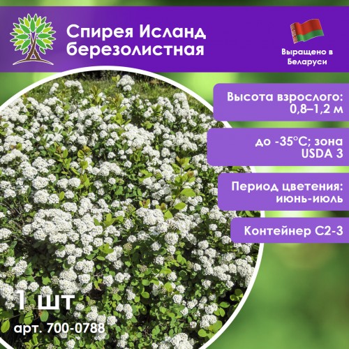 Спирея Исланд березолистная