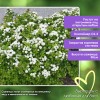 Спирея Исланд березолистная