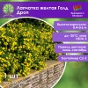 Лапчатка желтая Голд Дроп