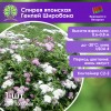Спирея японская Генпей Широбана