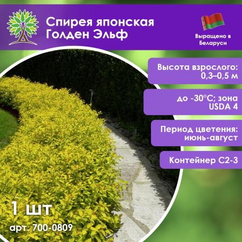 Спирея японская Голден Эльф