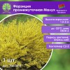 Форзиция промежуточная Малух