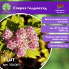 Спирея Голдмоунд