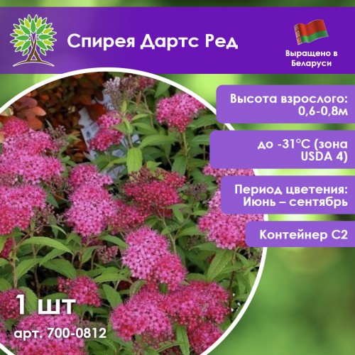 Спирея Дартс Ред