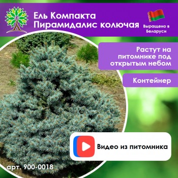 Ель Компакта Пирамидалис колючая
