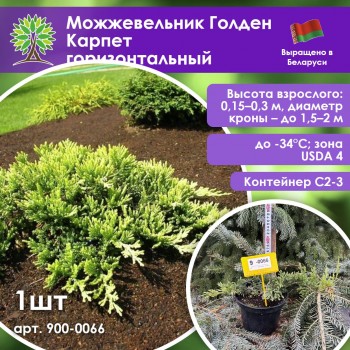 Можжевельник Голден Карпет горизонтальный