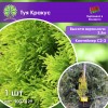 Туя Кракус
