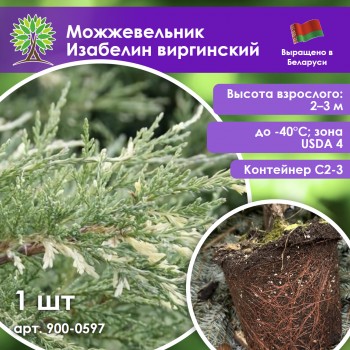 Можжевельник Изабелин виргинский