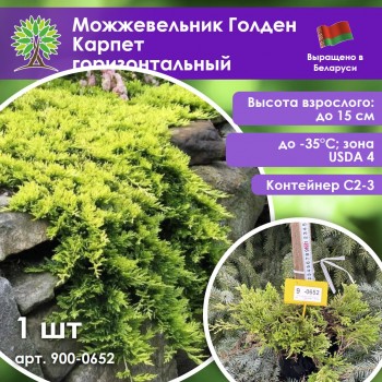 Можжевельник Голден Карпет горизонтальный