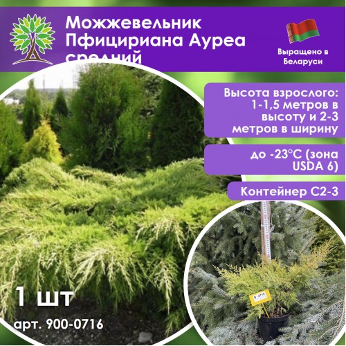 Можжевельник Пфицириана Ауреа средний