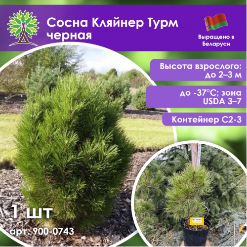 Сосна Кляйнер Турм черная