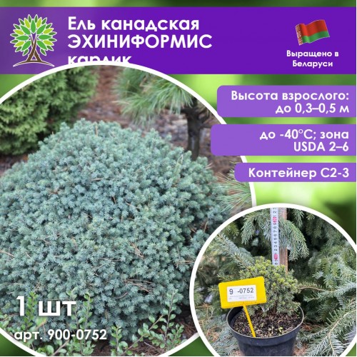Ель канадская ЭХИНИФОРМИС карлик