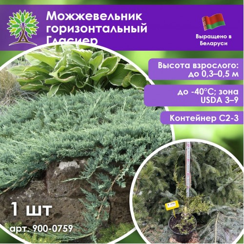 Можжевельник горизонтальный Гласиер