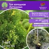 Туя западная Литомишл
