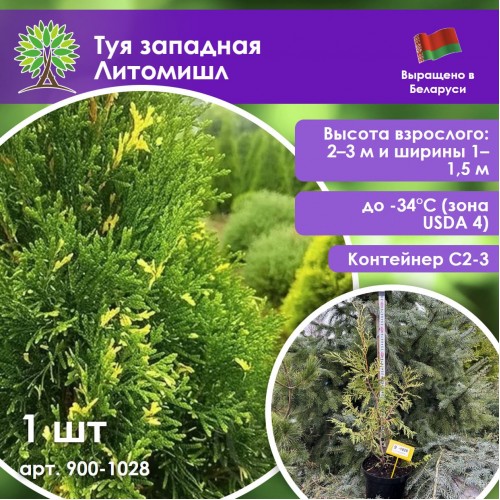 Туя западная Литомишл