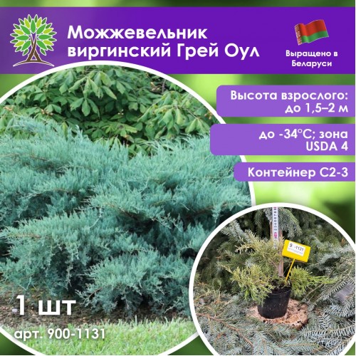 Можжевельник Грей Оул средний