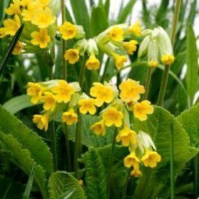 Примула (первоцвет весенний) Примула (первоцвет весенний)