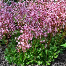 Камнеломка городская