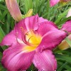Лилейник Джентл Роус (Gentle Rose18)