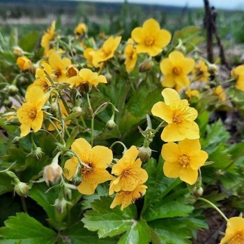 Валдштения