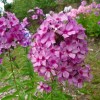 Флокс Мистер Икс метельчатый