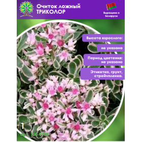 Очиток ложный ТРИКОЛОР