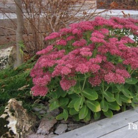 Седум (очиток) видный (1шт.)