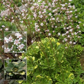 Камнеломка городская