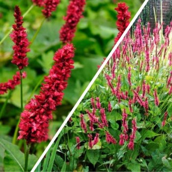 Персикария (горец) «Димити»