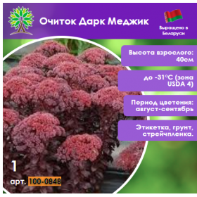 Очиток Тачдаун Бриз