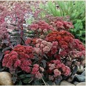 Очиток Тачдаун Бриз