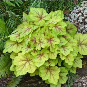 Гейхерелла Фаер Фрос