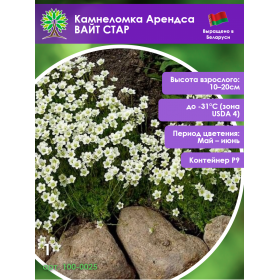 Камнеломка Арендса ВАЙТ СТАР