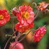 Гравилат «Флэйм оф Пэшн» (красный)