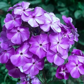 Флокс Игорь Тальков метельчатый