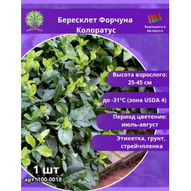 Бересклет Форчуна Колоратус