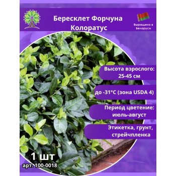 Бересклет Форчуна Колоратус
