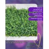 Бересклет Форчуна Колоратус