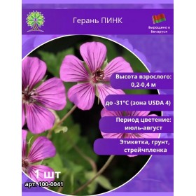 Герань ПИНК
